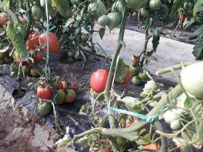 bila puna iskušenja i problema, drugu smo uspješno savladali