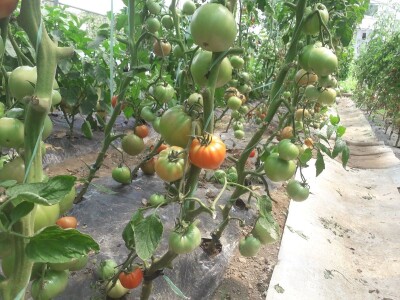 bila puna iskušenja i problema, drugu smo uspješno savladali