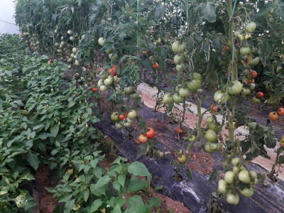 Prva godina u plasteničkoj proizvodnji je ubjedljivo najteža