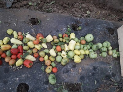 bila puna iskušenja i problema, drugu smo uspješno savladali