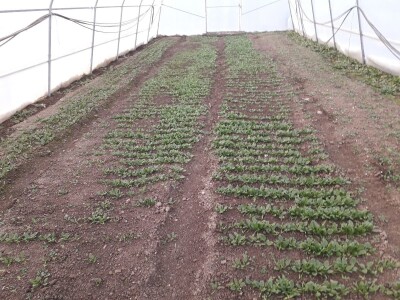 bila puna iskušenja i problema, drugu smo uspješno savladali