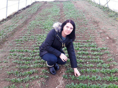 Prva godina u plasteničkoj proizvodnji je ubjedljivo najteža