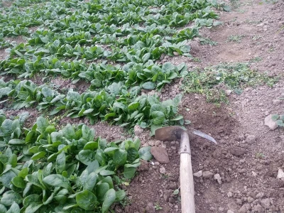 Prva godina u plasteničkoj proizvodnji je ubjedljivo najteža