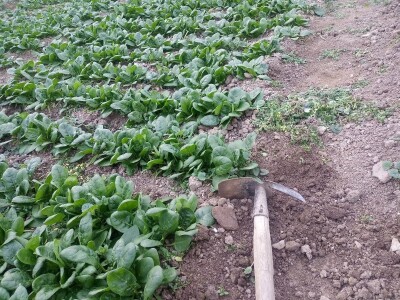 Prva godina u plasteničkoj proizvodnji je ubjedljivo najteža