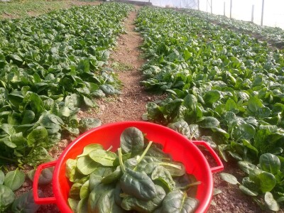 bila puna iskušenja i problema, drugu smo uspješno savladali