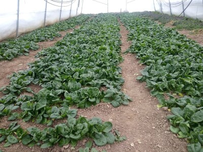 bila puna iskušenja i problema, drugu smo uspješno savladali