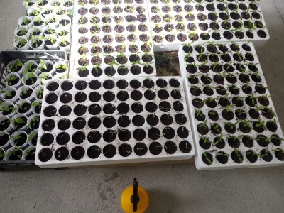 bila puna iskušenja i problema, drugu smo uspješno savladali