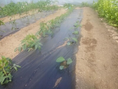 bila puna iskušenja i problema, drugu smo uspješno savladali