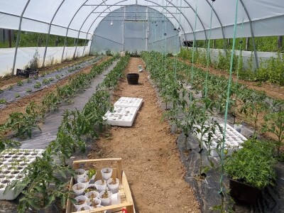 Prva godina u plasteničkoj proizvodnji je ubjedljivo najteža