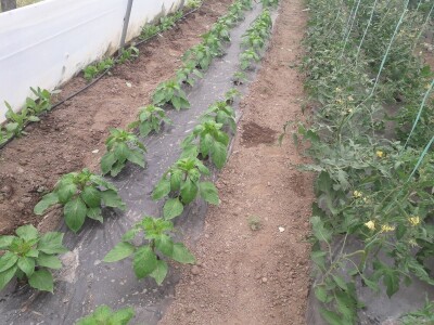 bila puna iskušenja i problema, drugu smo uspješno savladali