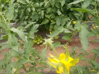 bila puna iskušenja i problema, drugu smo uspješno savladali