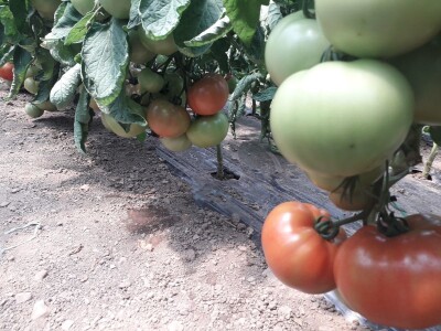 bila puna iskušenja i problema, drugu smo uspješno savladali