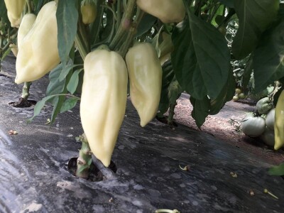 bila puna iskušenja i problema, drugu smo uspješno savladali