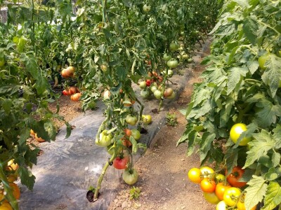 bila puna iskušenja i problema, drugu smo uspješno savladali