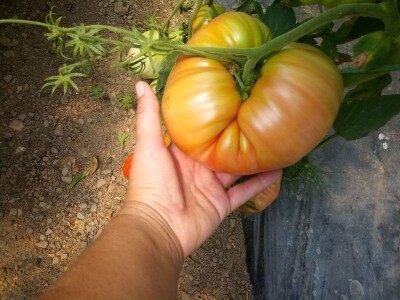 bila puna iskušenja i problema, drugu smo uspješno savladali