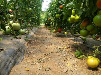 bila puna iskušenja i problema, drugu smo uspješno savladali