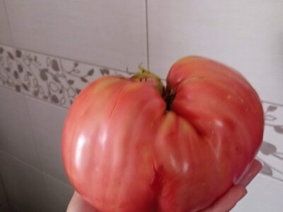 bila puna iskušenja i problema, drugu smo uspješno savladali