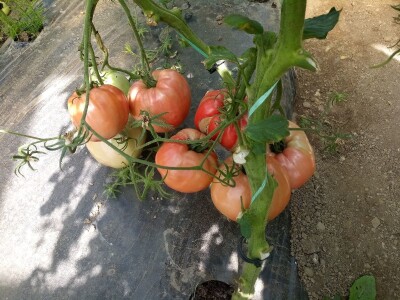 bila puna iskušenja i problema, drugu smo uspješno savladali