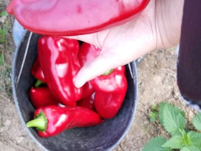 bila puna iskušenja i problema, drugu smo uspješno savladali