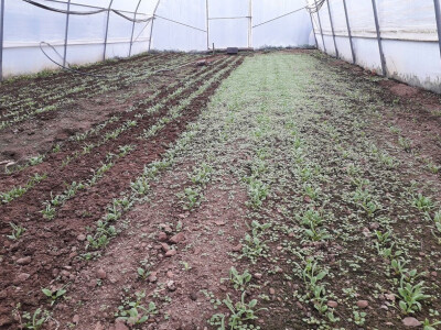 Prva godina u plasteničkoj proizvodnji je ubjedljivo najteža