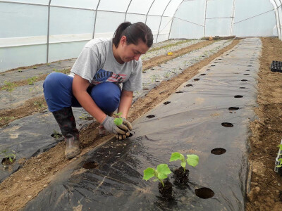 Prva godina u plasteničkoj proizvodnji je ubjedljivo najteža