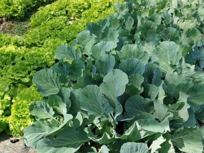 Biljana Kesrović, gazdinstvo Dunjica