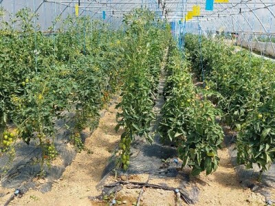 Biljana Kesrović, gazdinstvo Dunjica