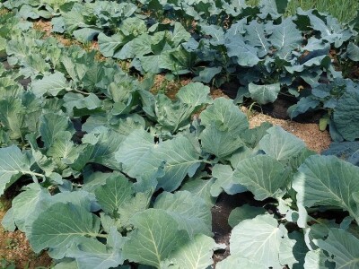 Biljana Kesrović, gazdinstvo Dunjica