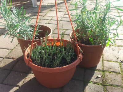 bilje u lončanicama bilje u lončanicama