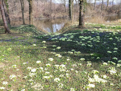 biljke kao indikatori tla biljke kao indikatori tla