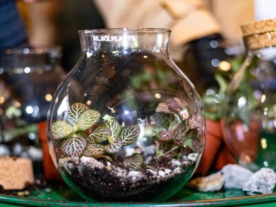 PlantHealth4Life kampanja