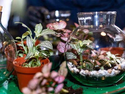 PlantHealth4Life kampanja