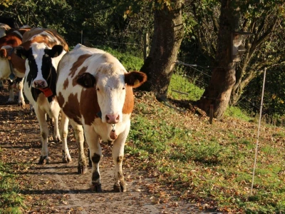 Biobertrieb Moarhof - ekološka farma