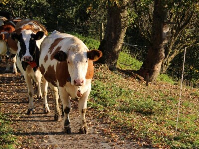 Biobertrieb Moarhof - ekološka farma