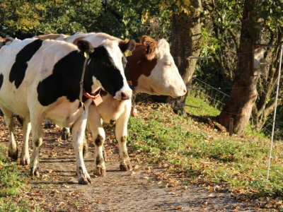 Biobertrieb Moarhof - ekološka farma