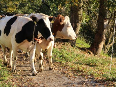 Biobertrieb Moarhof - ekološka farma