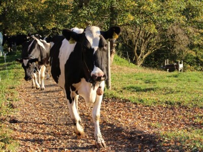 Biobertrieb Moarhof - ekološka farma