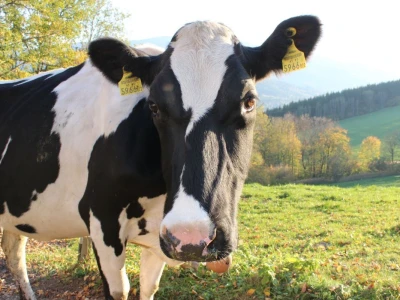 Biobertrieb Moarhof - ekološka farma
