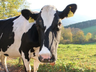 Biobertrieb Moarhof - ekološka farma