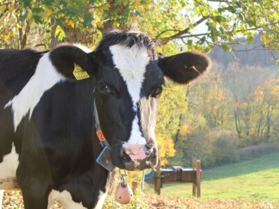 Biobertrieb Moarhof - ekološka farma