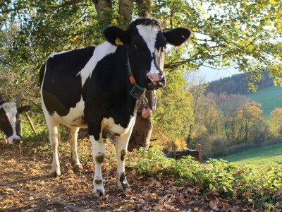 Biobertrieb Moarhof - ekološka farma