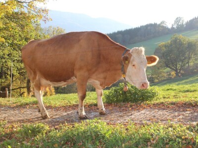 Biobertrieb Moarhof - ekološka farma