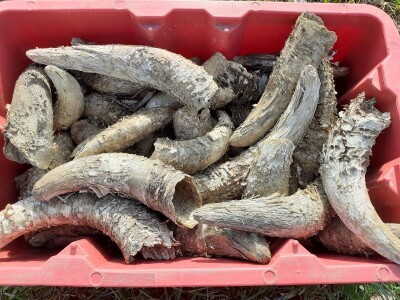 Biodinamička poljoprivreda