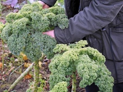 Biodinamička poljoprivreda
