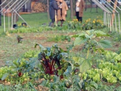 Biodinamička poljoprivreda