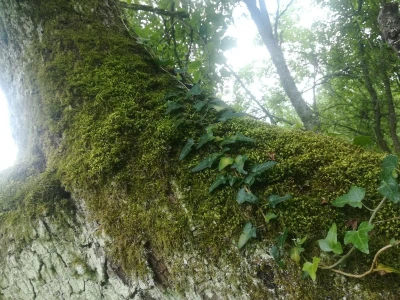Biodiverzitet
