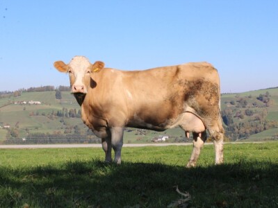 Biohof Ebenbauer - ekološka farma u austrijskim Alpama