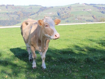 Biohof Ebenbauer - ekološka farma u austrijskim Alpama
