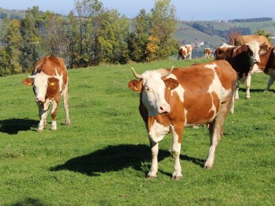 Biohof Ebenbauer - ekološka farma u austrijskim Alpama