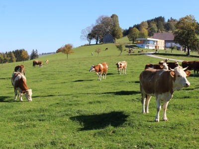 Biohof Ebenbauer - ekološka farma u austrijskim Alpama